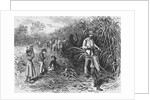 Workers Cutting Sugar Cane by Anonymous