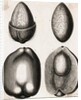 Engraving of Different Views of a Cocoa Fruit by Anonymous