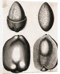 Engraving of Different Views of a Cocoa Fruit by Anonymous