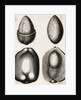 Engraving of Different Views of a Cocoa Fruit by Anonymous