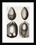 Engraving of Different Views of a Cocoa Fruit by Anonymous