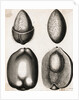 Engraving of Different Views of a Cocoa Fruit by Anonymous