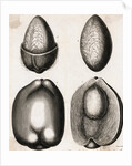 Engraving of Different Views of a Cocoa Fruit by Anonymous