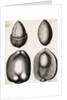 Engraving of Different Views of a Cocoa Fruit by Anonymous