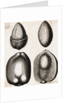 Engraving of Different Views of a Cocoa Fruit by Anonymous