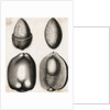 Engraving of Different Views of a Cocoa Fruit by Anonymous