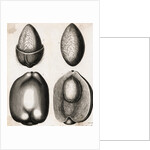 Engraving of Different Views of a Cocoa Fruit by Anonymous