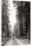 Lone Car on Forest Dirt Road by Anonymous