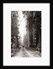 Lone Car on Forest Dirt Road by Anonymous