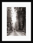 Lone Car on Forest Dirt Road by Anonymous