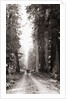 Lone Car on Forest Dirt Road by Anonymous