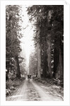 Lone Car on Forest Dirt Road by Anonymous
