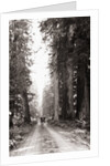 Lone Car on Forest Dirt Road by Anonymous
