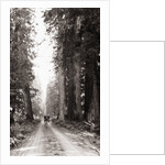 Lone Car on Forest Dirt Road by Anonymous
