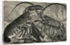 Engraving of Lobster and Spring Lobster by Anonymous