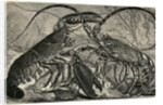 Engraving of Lobster and Spring Lobster by Anonymous