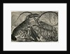 Engraving of Lobster and Spring Lobster by Anonymous