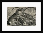 Engraving of Lobster and Spring Lobster by Anonymous
