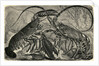 Engraving of Lobster and Spring Lobster by Anonymous
