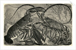 Engraving of Lobster and Spring Lobster by Anonymous