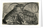 Engraving of Lobster and Spring Lobster by Anonymous