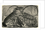 Engraving of Lobster and Spring Lobster by Anonymous