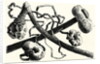 The Early Flint Weapons by Anonymous