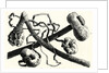 The Early Flint Weapons by Anonymous