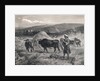 Western Asian Field Workers Threshing Crops with Use of Oxen by Anonymous