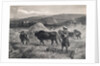 Western Asian Field Workers Threshing Crops with Use of Oxen by Anonymous