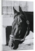 Race Horse Seattle Slew Poking His Head from Stall by Anonymous