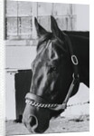 Race Horse Seattle Slew Poking His Head from Stall by Anonymous