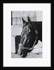 Race Horse Seattle Slew Poking His Head from Stall by Anonymous