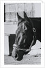 Race Horse Seattle Slew Poking His Head from Stall by Anonymous