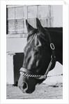 Race Horse Seattle Slew Poking His Head from Stall by Anonymous