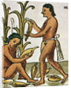 Harvesting Corn by Anonymous