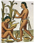 Harvesting Corn by Anonymous