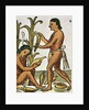 Harvesting Corn by Anonymous