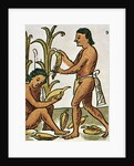 Harvesting Corn by Anonymous