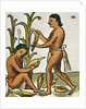 Harvesting Corn by Anonymous
