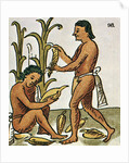 Harvesting Corn by Anonymous