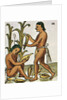 Harvesting Corn by Anonymous