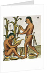 Harvesting Corn by Anonymous