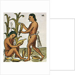 Harvesting Corn by Anonymous