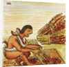 Illustration of an Aztec Man Threshing Amaranth from the Florentine Codex by Anonymous