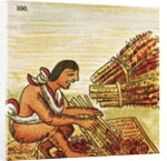 Illustration of an Aztec Man Threshing Amaranth from the Florentine Codex by Anonymous