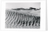Sand Dunes with Oasis by Anonymous