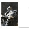 Official Diamond Jubilee Portrait of Queen Victoria by Anonymous