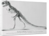 Tyrannosaurus Rex Illustration by Anonymous