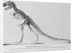 Tyrannosaurus Rex Illustration by Anonymous